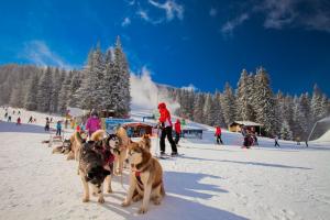 a group of dogs pulling a sled in the snow at GRAND MONASTERY Apartments in Pamporovo