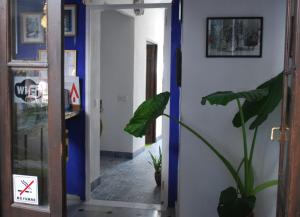 a hallway with a plant in front of a door at Backpacker Al-Katre in Córdoba