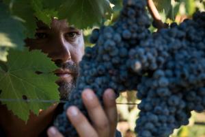 Fotografie z fotogalerie ubytování Is Cheas wine farm boutique hotel v destinaci San Vero Milis