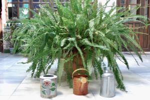 a palm tree sitting next to two trash cans at Backpacker Al-Katre in Córdoba