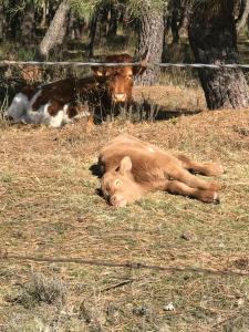 Zdjęcie z galerii obiektu Alojamiento rural "LA JARA" w mieście Robledillo de la Jara