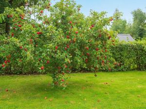 an apple tree full of red apples in a yard at 6 person holiday home in Sydals in Neder Lysabild