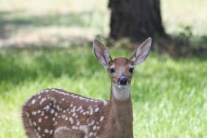 Altri animali domestici presso l'appartamento o nei dintorni