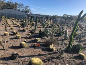 un jardin de cactus et de plantes dans un champ dans l'établissement Australian Motor Home Tourist Park Twelve Mile Creek, à Karuah