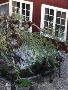 Zahrada ubytování Stugan med Bryggan i Gamla Staden
