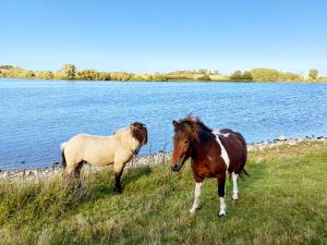 dos caballos parados en la hierba cerca de un cuerpo de agua en Hotel Højbysø en Højby