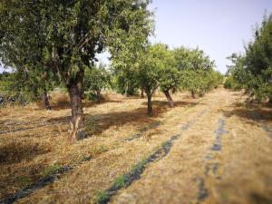Foto da galeria de Case Marianeddi em Noto