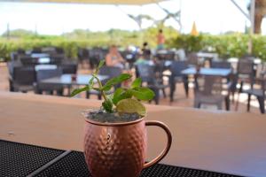 a cup with a plant in it sitting on a table at Golden Club Cabanas in Cabanas de Tavira
