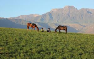 three horses in a field with mountains in the background at Berghaven Cottages in Winterton