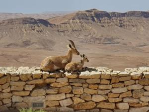 ミツペ・ラモンにあるSPNI Har Hanegev Field Schoolのギャラリーの写真
