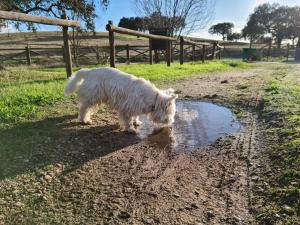 Animales en el aparthotel o alrededores