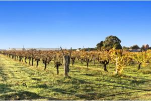 a row of grape vines in a field at Discovery Parks - Swan Valley in Caversham