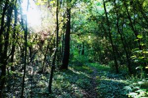 un camino en una zona boscosa con el sol brillando en Camping les Mancellieres en Avrillé