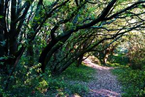 un bosque con árboles y un camino de tierra en Camping les Mancellieres en Avrillé