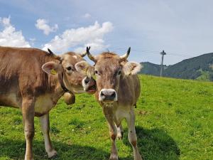 Tiere in der Ferienwohnung oder in der Nähe