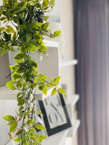 a green plant sitting next to a book shelf at К's City Living with Free Parking in Plovdiv