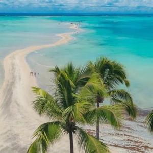 a group of palm trees on a beach with the ocean at Maragogi Flat Residence in Maragogi