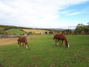 Tiere in diesem Ferienpark oder in der Nähe