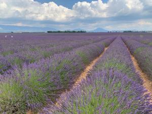 VilleneuveにあるGites Mas Du Cadranierの紫色のラベンダー畑
