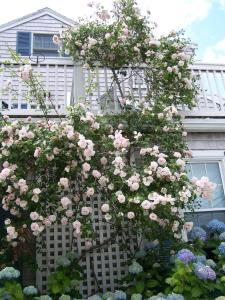 um arbusto de rosas cor-de-rosa numa cerca branca em An English Garden em Dennis Port