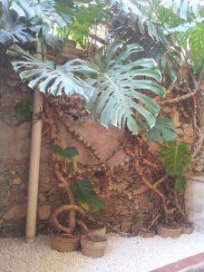 タオルミーナにあるEidosの鉢植えの植物群