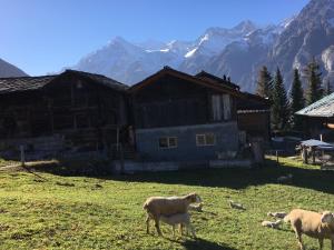 a group of sheep grazing in a field in front of a house at Chalet Safran in Grächen