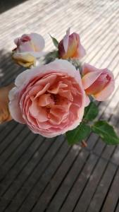 um close-up de uma rosa rosa sobre uma mesa em La Ignacia Bed and Breakfast em Pilar