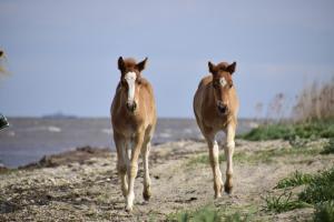 dos caballos están caminando por un camino de tierra en Tihuse Horsefarm B&B, en Liiva