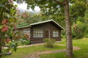 a cabin in the woods with a tree at Cabinas El Quetzal in San Gerardo de Dota