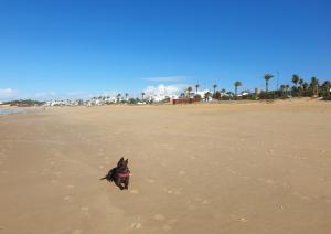 czarny pies biegnący po plaży w obiekcie Cozy Chalet - playa a 200m w mieście Chiclana de la Frontera