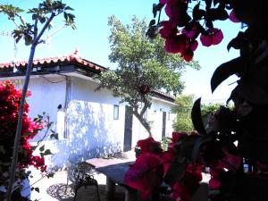 Jardí fora de J-Garden