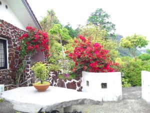 Jardí fora de J-Garden