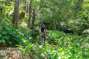 Un uomo che va in bicicletta su un sentiero nel bosco. di The Cellars-Hohenort a Città del Capo