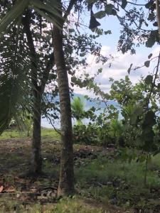 uma vista para o oceano através das árvores em Papaya Wildlife Lodge em Cahuita