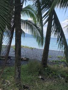 een uitzicht op het strand tussen twee palmbomen bij Papaya Wildlife Lodge in Cahuita