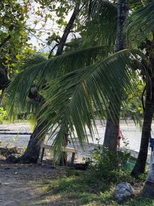 a palm tree next to a bench on the beach at Papaya Wildlife Lodge in Cahuita