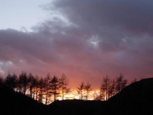 LlanbrynmairにあるThe Old School House Bed and Breakfastの夕日を背景に植えられた木々