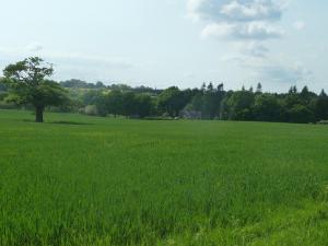 ein Feld mit grünem Gras und einem Baum darin in der Unterkunft The Coach House in Milford