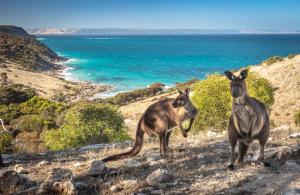 two kangaroos standing on a hill near the ocean at Sea Dragon Kangaroo Island in Penneshaw