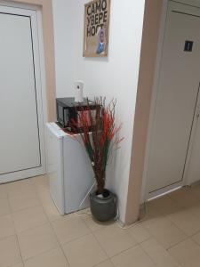 eine Pflanze in einem Topf neben einer Mikrowelle in der Unterkunft Rooms Lagat in Trojan