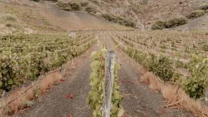 un viñedo con plantas verdes en un camino de tierra en Casa Los Lirios, en Santa Brígida