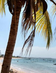 uma palmeira numa praia com pessoas na água em Suíte Bella Vista em Barra Grande