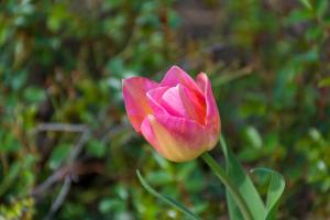 Imagem da galeria de Gem bed and breakfast em Christchurch mais 16 fotografias