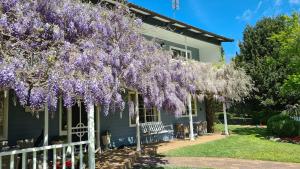a wisteria tree in front of a house at Bowral Escape in Burradoo