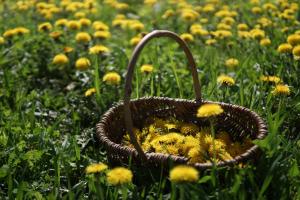 Farm Stay Ezura Farm外面的花园