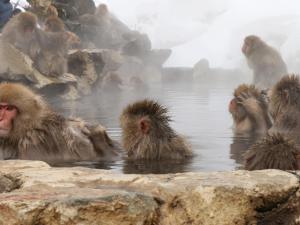 un grupo de monos bañándose en una bañera de hidromasaje en Maruka Ryokan en Yamanouchi