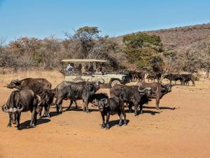 Galeriebild der Unterkunft Valamanzi Lodge in Nyati Wilderness in Vaalwater