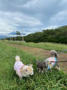 Mascotas con sus dueños en 沼津ライダーハウスしんちゃん