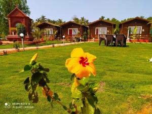 a yellow flower in the yard of a house at Bliss Water Resort in Arambol