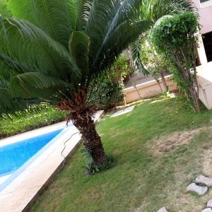 uma palmeira ao lado de uma piscina em Haut standing Appartement F5 meublé à Dakar Ngor virage em Dakar